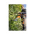 Аккумуляторные мотоножницы STIHL HSA 94 R 750мм
